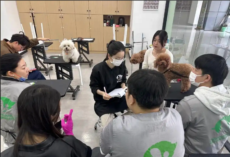 乌海市宠物美容培训宠物美容培训学校 - 哪里好